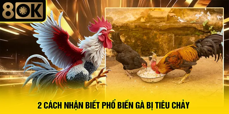 Cách Chữa Bệnh Tiêu Chảy Ở Gà Chọi 2 2 cách nhận biết phổ biến gà bị tiêu chảy