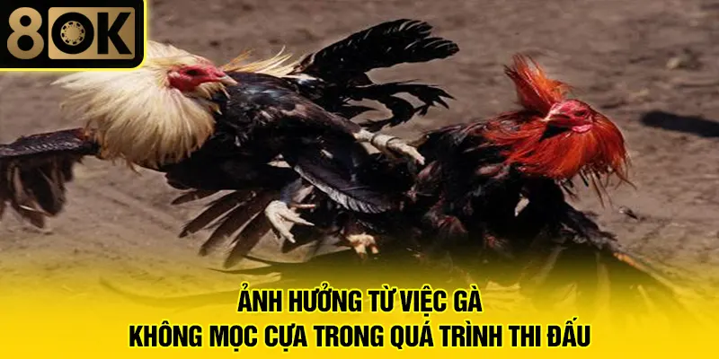Gà Không Mọc Cựa 4 Ảnh hưởng từ việc gà không mọc cựa trong quá trình thi đấu