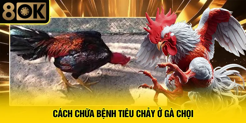 Cách Chữa Bệnh Tiêu Chảy Ở Gà Chọi