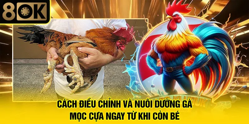 Gà Không Mọc Cựa 3 Cách điều chỉnh và nuôi dưỡng gà mọc cựa ngay từ khi còn bé