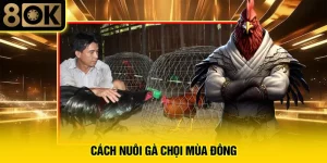 Cách Nuôi Gà Chọi Mùa Đông