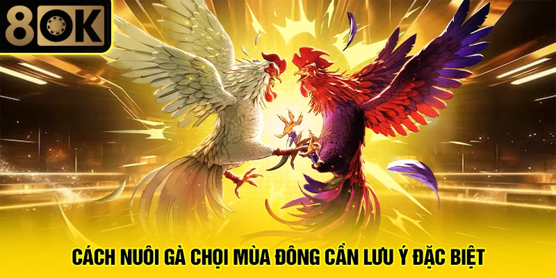Cách Nuôi Gà Chọi Mùa Đông 4 Cách nuôi gà chọi mùa đông cần lưu ý đặc biệt