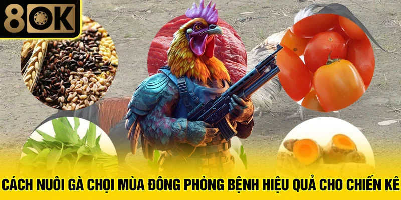 Cách Nuôi Gà Chọi Mùa Đông 3 Cách nuôi gà chọi mùa đông phòng bệnh hiệu quả cho chiến kê