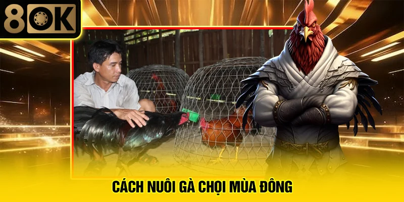 Cách Nuôi Gà Chọi Mùa Đông