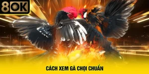 Cách Xem Gà Chọi Chuẩn