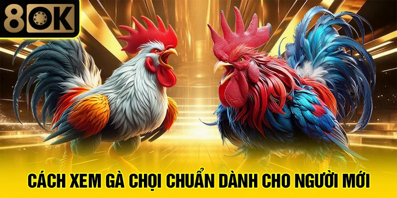 Cách Xem Gà Chọi Chuẩn 3 Cách xem gà chọi chuẩn dành cho người mới