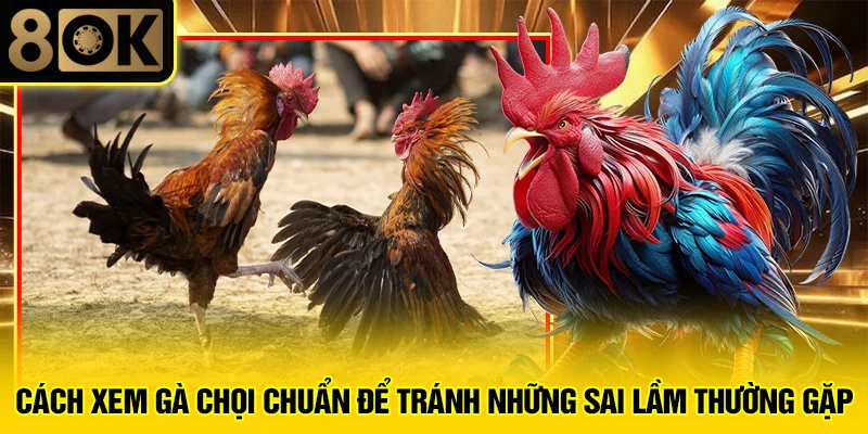 Cách Xem Gà Chọi Chuẩn 4 Cách xem gà chọi chuẩn để tránh những sai lầm thường gặp