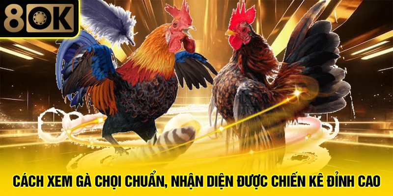 Cách Xem Gà Chọi Chuẩn 2 Cách Xem Gà Chọi Chuẩn, Nhận Diện Được Chiến Kê Đỉnh Cao
