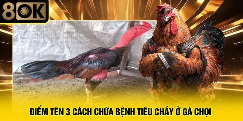 Cách Chữa Bệnh Tiêu Chảy Ở Gà Chọi 3 Điểm tên 3 cách chữa bệnh tiêu chảy ở gà chọi