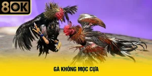 Gà Không Mọc Cựa