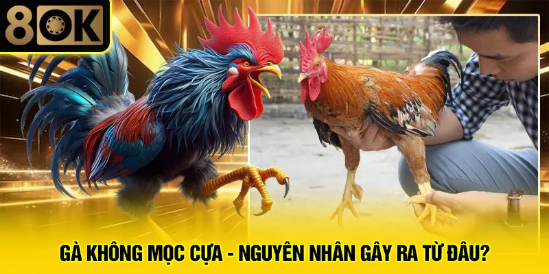 Gà Không Mọc Cựa 2 Gà không mọc cựa - Nguyên nhân gây ra từ đâu?