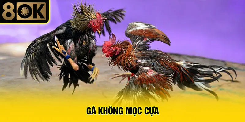 Gà Không Mọc Cựa