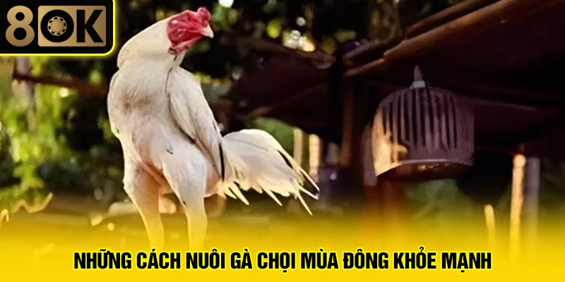 Cách Nuôi Gà Chọi Mùa Đông 2 Những cách nuôi gà chọi mùa đông khỏe mạnh