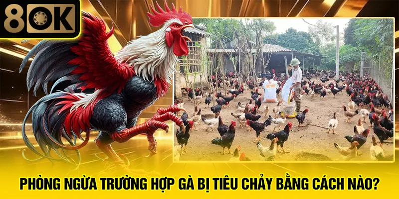 Cách Chữa Bệnh Tiêu Chảy Ở Gà Chọi 4 Phòng ngừa trường hợp gà bị tiêu chảy bằng cách nào?