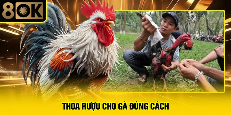 Thoa Rượu Cho Gà Đúng Cách