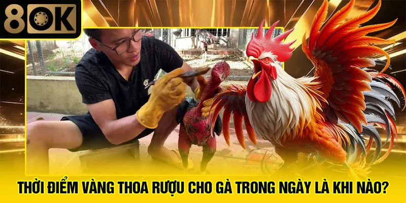 Thoa Rượu Cho Gà Đúng Cách 3 Thời điểm vàng thoa rượu cho gà trong ngày là khi nào?